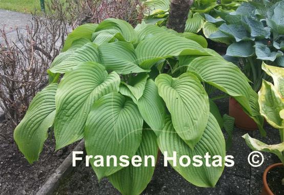 Hosta Behemoth